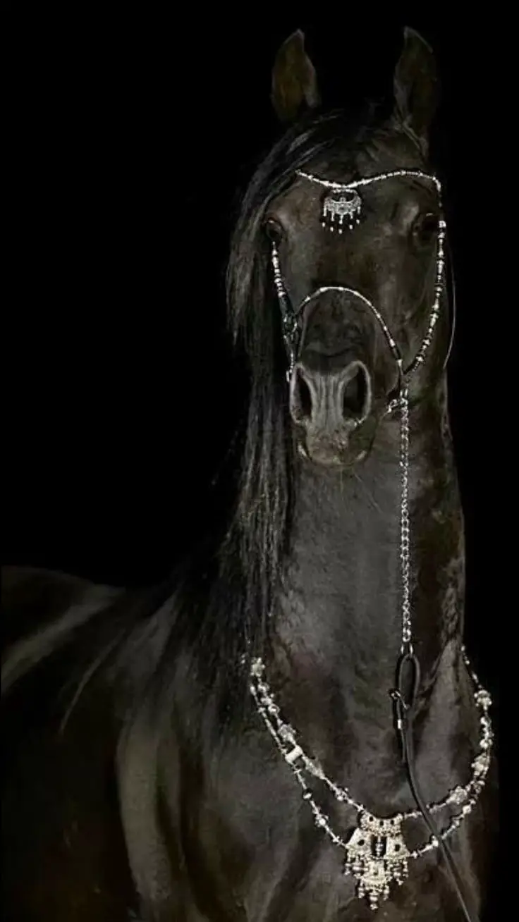 how-to-describe-a-beautiful-horse-beauty-and-fashion